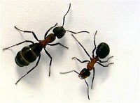 Eradicate Pest Control Specialists Ltd 375371 Image 9